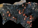 Vanadinite Crystals on Manganese Oxide - Morocco #38516-2